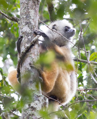 Golden Sifaka, dancing lemur of Madagascar