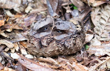 Madagascar Nightjar (Caprimulgus madagascariensis)