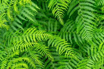 fern plants closeup