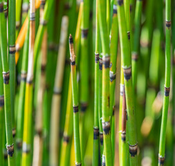 equisetum closeup