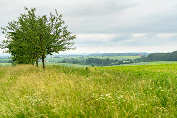 Fototapeta na wymiar rural scenery in Hohenlohe