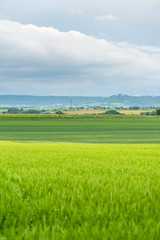 Obraz premium rural scenery in Hohenlohe