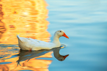 Rare white duck mutant on golden reflection water lake nature birds wild life