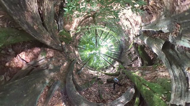 M&auml;dchen spielt alleine im Wald mit Bl&auml;ttern, Spass, Little planet effekt, VR, VR360, 360VR