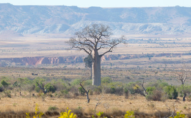 Baobab trees on sunny day in Madagascar