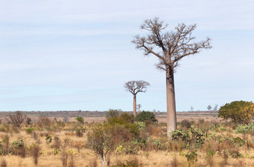 Fototapeta na wymiar Baobab trees on sunny day in Madagascar