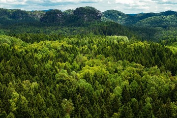 Fototapeta na wymiar Urwaldartiger Wald mit Sandsteingebirge im Hintergrund