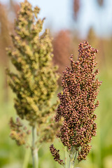 Sojapflanze auf dem Feld, Monokultur