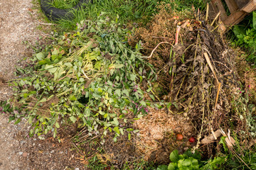Fototapeta premium compost heap with green waste from hedges and branches