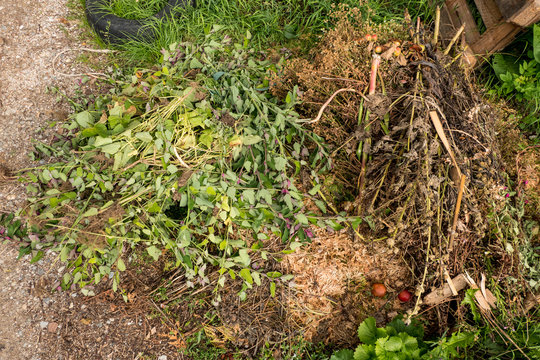 compost heap with green waste from hedges and branches