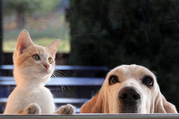 Red kitten and basset hound looking out the window - 288122217