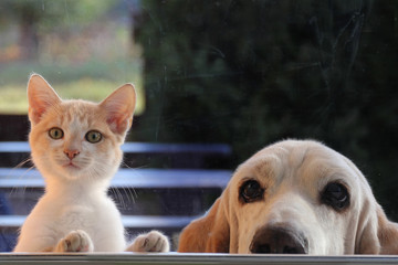 Red kitten and dog looking out the window - 288122222