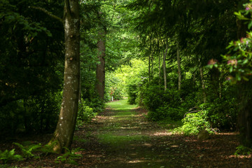 Obraz premium Pathway in a garden park, spring season