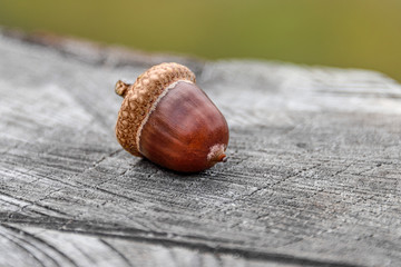 One single Hazelnut with hut lying on stub of a tree stump in real nature with blurred background - concept close up detail fall autumn food filbert ingredient natural macro fruit forest environment