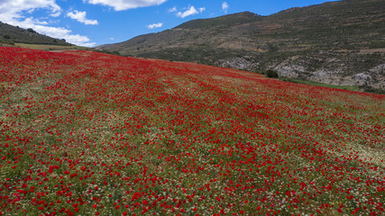 blühende Wiese mit Mohnblumen