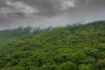 Obraz premium Dschungel in Brasilien, Amazonas / Pantanal
