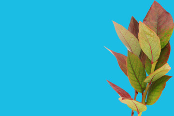 blueberry leaves isolated on blue background