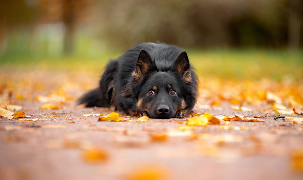 Bohemian Dog Breed