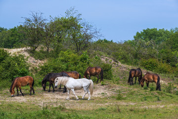 Fototapeta premium Eine Herde von Wildpferden in den Dünen von Oostvoorne/Niederlande
