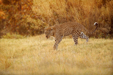 African leopard female pose in beautiful evening light. Amazing leopard in the nature habitat. Wildlife scene with dangerous beast. Hot weather in Africa. Panthera pardus pardus.