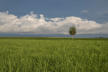 Monokultur in Brasilien