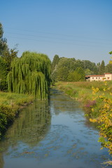 Fototapeta premium Picturesque river with algae. Willow on the riverbank touches its branches with water