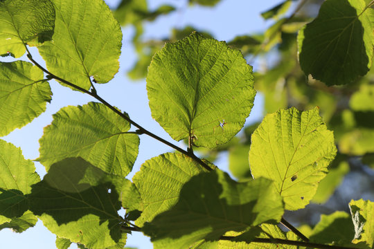 Common Alnus Leaf (Alder glutinosa)