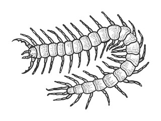 Scolopendra insect animal sketch engraving vector illustration. Scratch board style imitation. Black and white hand drawn image.