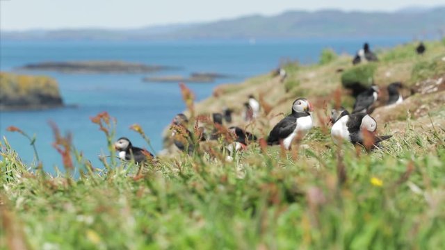 Colony of Atlantic Common Puffins flying to their nests on a Scottish cliff top