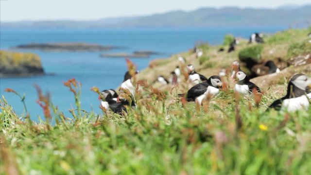 Colony of Atlantic Puffins moving around their nests on the cliff top at Lunga