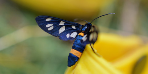 butterfly with black wings in white polka dots on a plant, macro, blurred background