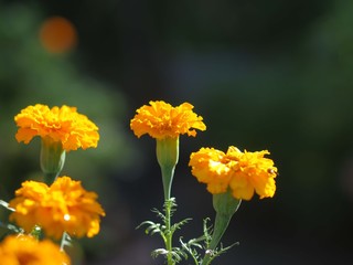 アフリカンマリーゴールドの花