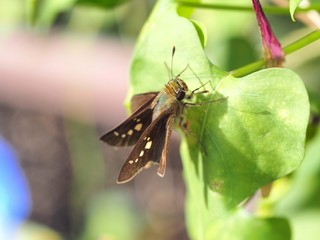 Fototapeta premium イチモンジセセリ