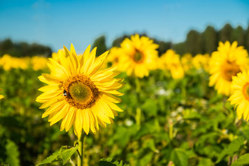 Field of blooming sunflowers on a background of blue sky