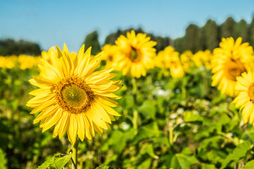 Obraz premium Field of blooming sunflowers on a background of blue sky