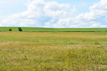 summer field with green and yellow grass, countryside, agriculture