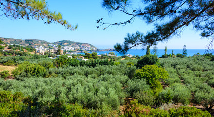 mountain view of the olive garden in the Greek province on the Mediterranean sea
