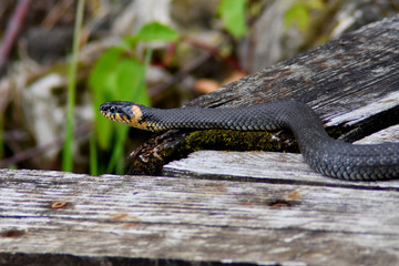 non-toxic black snake on the background of boards and nature blurred background