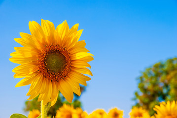 Sunflowers blooming  on blue sky background ,fresh & daylight summer concept.
