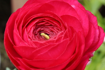 ラナンキュラス