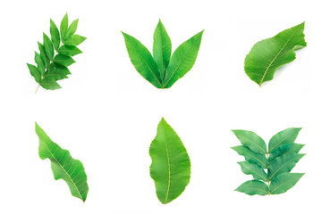decorative summer frames, collage of natural green leaves on a white background