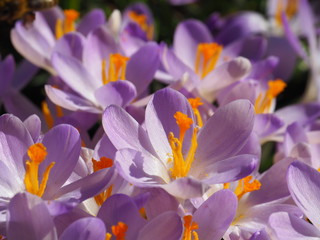 Purple and white crocus flowers with yellow and orange pollen in spring time