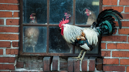 rooster and hen © Torben