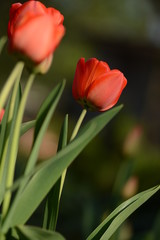 Red tulips on a dark background. Green leaves, soft focus and bokeh. Sunny Spring day