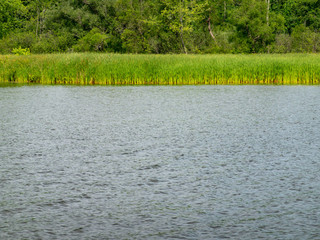 Bulrushes on Lakeshore