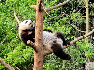 A giant panda chilling on a tree 