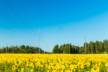 Field of blooming sunflowers on a background of blue sky