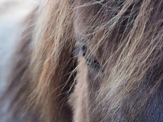 A close up image of a horse's eye, Icelandic horse