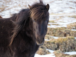 A closeup image of a dark-brown or black long-haired Icelandic horse 
