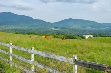 Fototapeta na wymiar Cows in Pasture